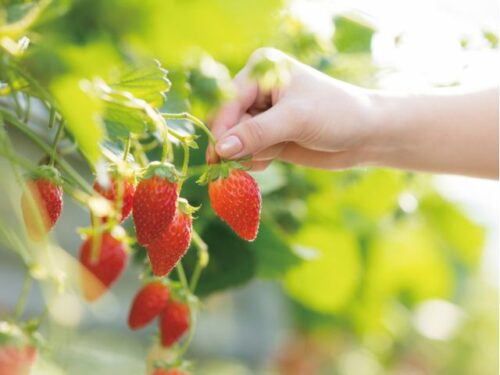 蒲郡オレンジパーク いちご狩り 21年 時間無制限だからのんびり食べれるいちご狩り 料金や割引クーポン 営業時間など気になる事を調べました ぱちグルーメ情報局