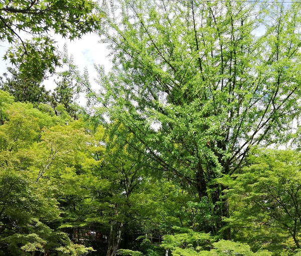 香嵐渓の初夏の新緑